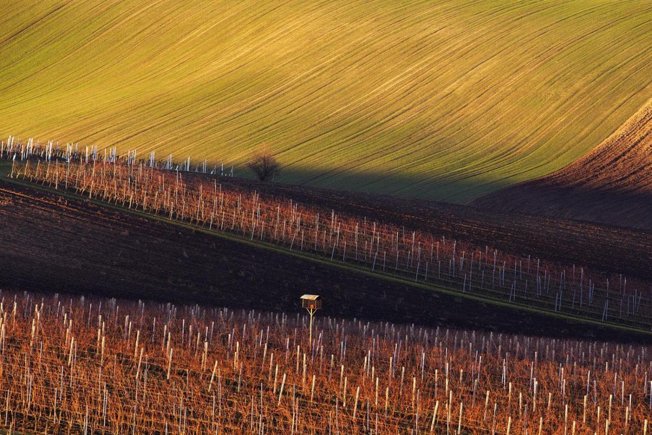 Vinoza - Ubytovani A Vinny Sklep Velke Bilovice Rulandova Exterior foto
