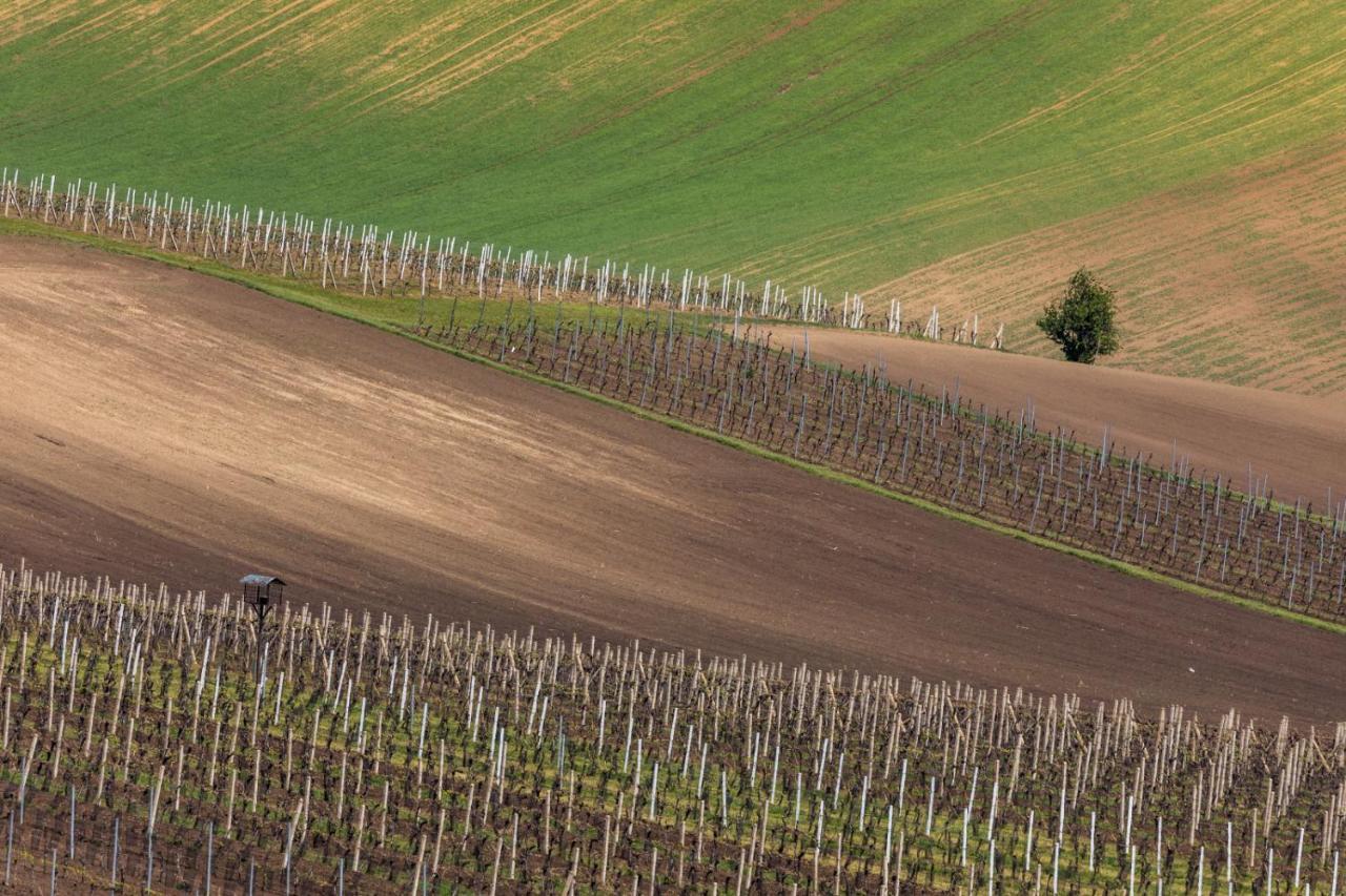 Vinoza - Ubytovani A Vinny Sklep Velke Bilovice Rulandova Exterior foto