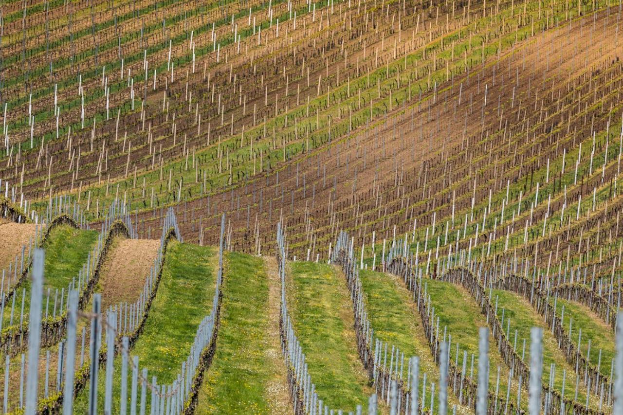 Vinoza - Ubytovani A Vinny Sklep Velke Bilovice Rulandova Exterior foto